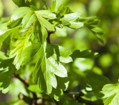 leaf-hawthorn woodlands co uk